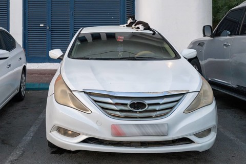 Domestic cat (Felis catus) lying on a car roof, Abu Dhabi, United Arab Emirates