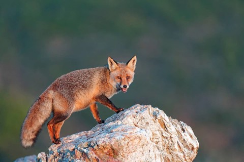 Red fox (Vulpes vulpes) in early morning light on a rock, Sierra de San Pedro, Extremadura, Spain