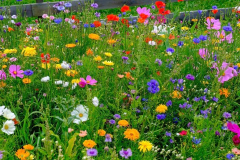 Wildflower meadow, Sesto, Dolomites, Val Pusteria, South Tyrol, Italy