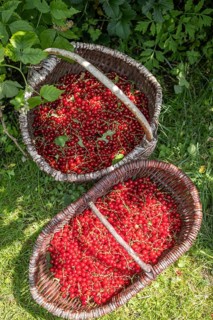 Two baskets of redcurrants or currants, Ribes Rubum, Upper Bavaria, Bavaria, Germany