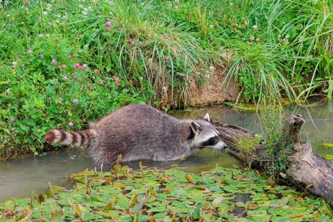 An adult raccoon (Procyon lotor) searches for food in the shallow water of a stream surrounded by