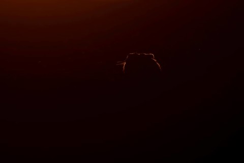 European brown hare (Lepus europaeus) adult animal rim lit from backlighting in a farmland field at