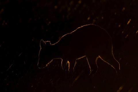 Chinese water deer (Hydropotes inermis) adult animal rim lit with backlighting at sunset standing
