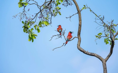 Scarlet Bee-eater (Merops nubicoides), two bee-eaters sitting in a tree against a blue sky,