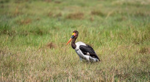 Saddle-billed stork (Ephippiorhynchus senegalensis), Okavango Delta, Moremi Game Reserve, Botswana