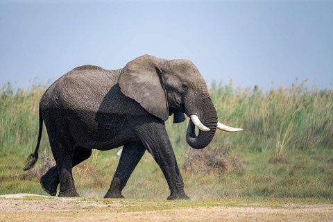 African elephant (Loxodonta africana), adult, Okavango Delta, Moremi Game Reserve, Botswana