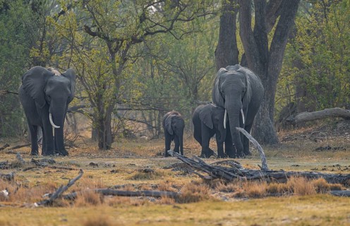 African elephant (Loxodonta africana), group with young, Okavango Delta, Moremi Game Reserve,