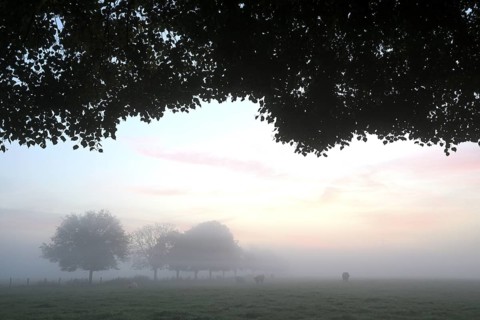 Landscape with deciduous trees at dawn and ground fog, Lower Rhine, North Rhine-Westphalia, Germany