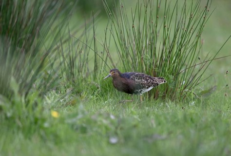 Ruff (Philomachus pugnax) in a meadow, Texel, North Holland, Netherlands