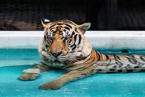 Tiger (Panthera tigris) Pattaya Thailand
