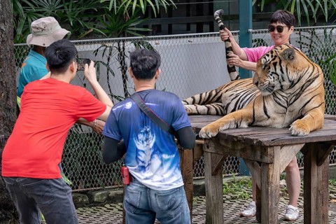 Tourists pose with a tiger (Panthera tigris) Pattaya Thailand