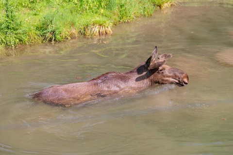 An aggressive bull moose (Alces alces) swims in a stream on a sunny day