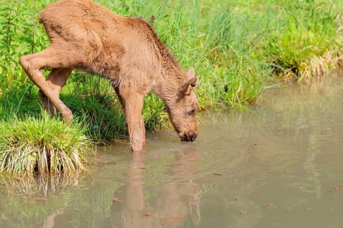 A Moose calf (Alces alces) stands in a shallow stream drinking