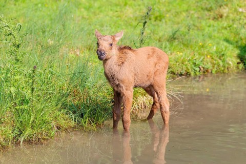 A Moose calf (Alces alces) stands in a shallow stream and looks around