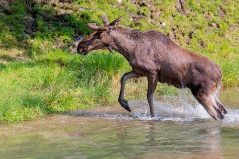 An aggressive bull moose (Alces alces) crosses a stream with splashing water on a sunny day