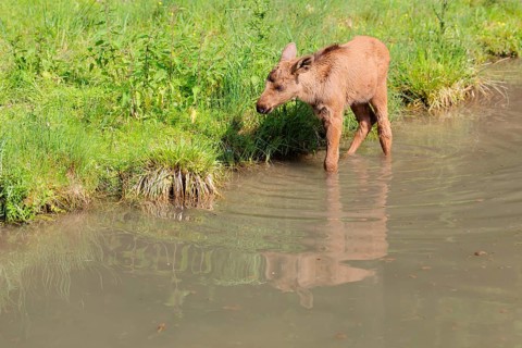 A moose calf (Alces alces) walks along the bank of a shallow stream on a sunny day in search of
