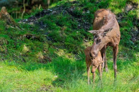 A moose calf and its mother (Alces alces) are standing on the bank of a shallow stream on a sunny