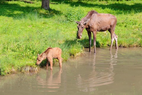 A moose calf and its mother (Alces alces) walk along the bank of a shallow stream on a sunny day in