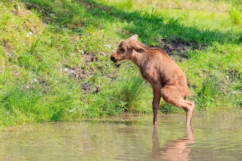 A moose calf (Alces alces) stands in a shallow stream and shits in the water