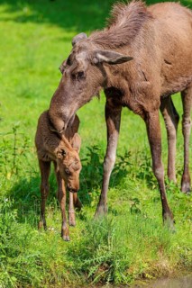A moose calf and its mother (Alces alces) are standing on the bank of a shallow stream on a sunny