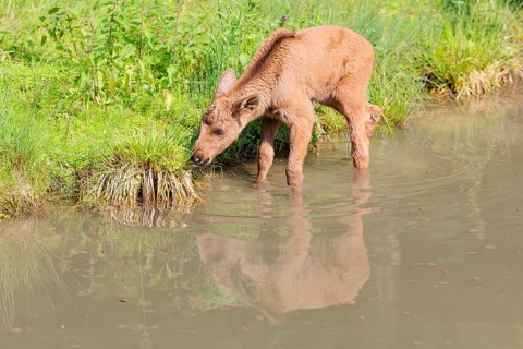 A moose calf (Alces alces) walks along the bank of a shallow stream on a sunny day in search of