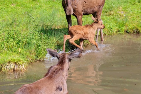 A moose calf (Alces alces) flees from an aggressive bull moose in the shallow river on a sunny day