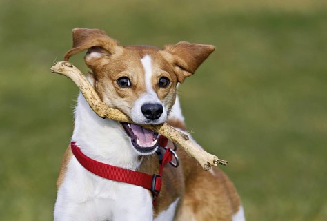 Beagle with branch in mouth jumps across meadow, Switzerland