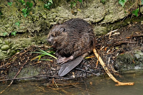 Eurasian beaver, European beaver (Castor fibre), feeding on the shore, Canton Zug, Switzerland
