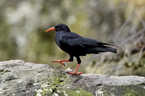 Chough (Pyrrhocorax pyrrhocorax), sitting on a rock, Switzerland