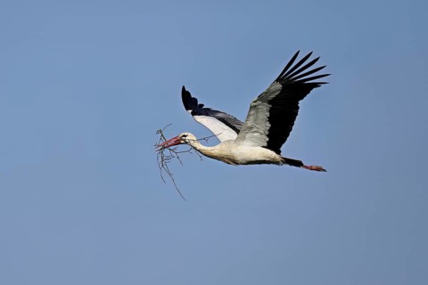White stork (Ciconia ciconia), with nesting material in its beak in flight, Canton Aargau,