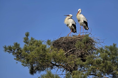 White storks (Ciconia ciconia), pair standing on eyrie, Canton Aargau, Switzerland