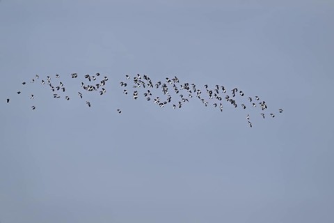 A group of lapwings (Vanellus vanellus) in flight, Flachsee, Canton Aargau, Switzerland
