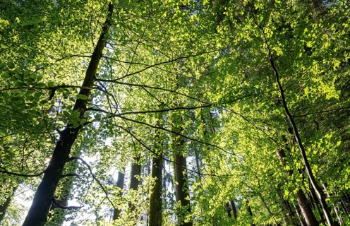 Hornbeam, Carpinus betulus, beech forest with green leaves in the sun, Upper Austria, Austria