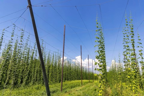 Hop garden of the Hochdorfer Kronenbrauerei brewery. Hop growing in the Heckengäu in the northern