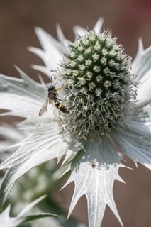 Clay wasp (Ancistrocerus) on ivory man litter (Eryngium giganteum), Emsland, Lower Saxony, Germany