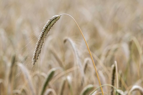 Triticale ears (triticale), Emsland, Lower Saxony, Germany