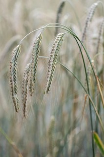 Triticale ears (triticale), Emsland, Lower Saxony, Germany