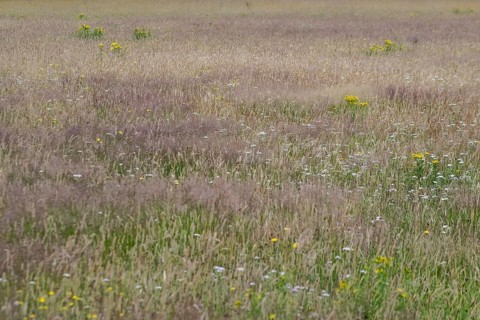Meadow with ragwort (Senecio jacobaea), Emsland, Lower Saxony, Germany