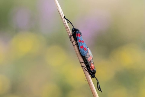 Six-spotted damselfly (Zygaena filipendulae), mating, Emsland, Lower Saxony, Germany