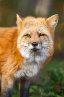 Red fox (Vulpes vulpes) standing in a forest in autumn, portrait, Bavaria, Germany