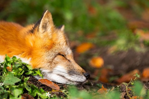 Red fox (Vulpes vulpes) lying in a forest in autumn, portrait, Bavaria, Germany