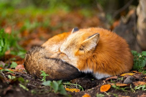 Red fox (Vulpes vulpes) lying in a forest in autumn, Bavaria, Germany
