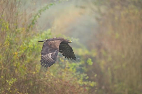 Steppe eagle (Aquila nipalensis) flying on a foggy day in autumn, Bavaria, Germany