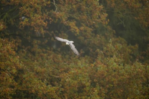 Saker falcon (Falco cherrug) flying, autumn, Bavaria, Germany