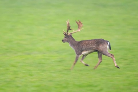 European fallow deer (dama dama) buck running on a meadow in autumn, Bavaria, Germany