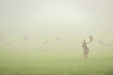 European fallow deer (dama dama) buck with its pack during the mating season on a meadow on a foggy