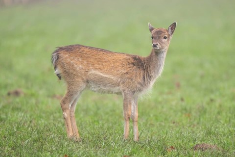European fallow deer (dama dama) doe standing on a meadow on a foggy day in autumn, Bavaria,