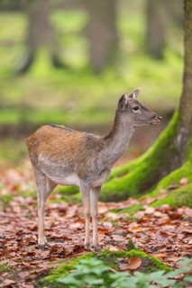 European fallow deer (dama dama) doe standing in a forest in autumn, Bavaria, Germany