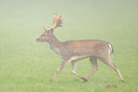 European fallow deer (dama dama) buck with its pack during the mating season on a meadow on a foggy
