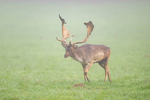 European fallow deer (dama dama) buck on a meadow on a foggy day in autumn, Bavaria, Germany